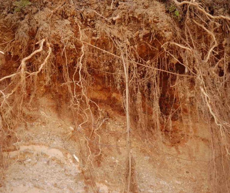 Soil Health Glossary - Rhizosphere Image