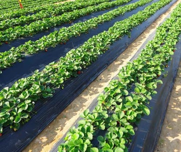 Movilización de nutrientes de las plantas