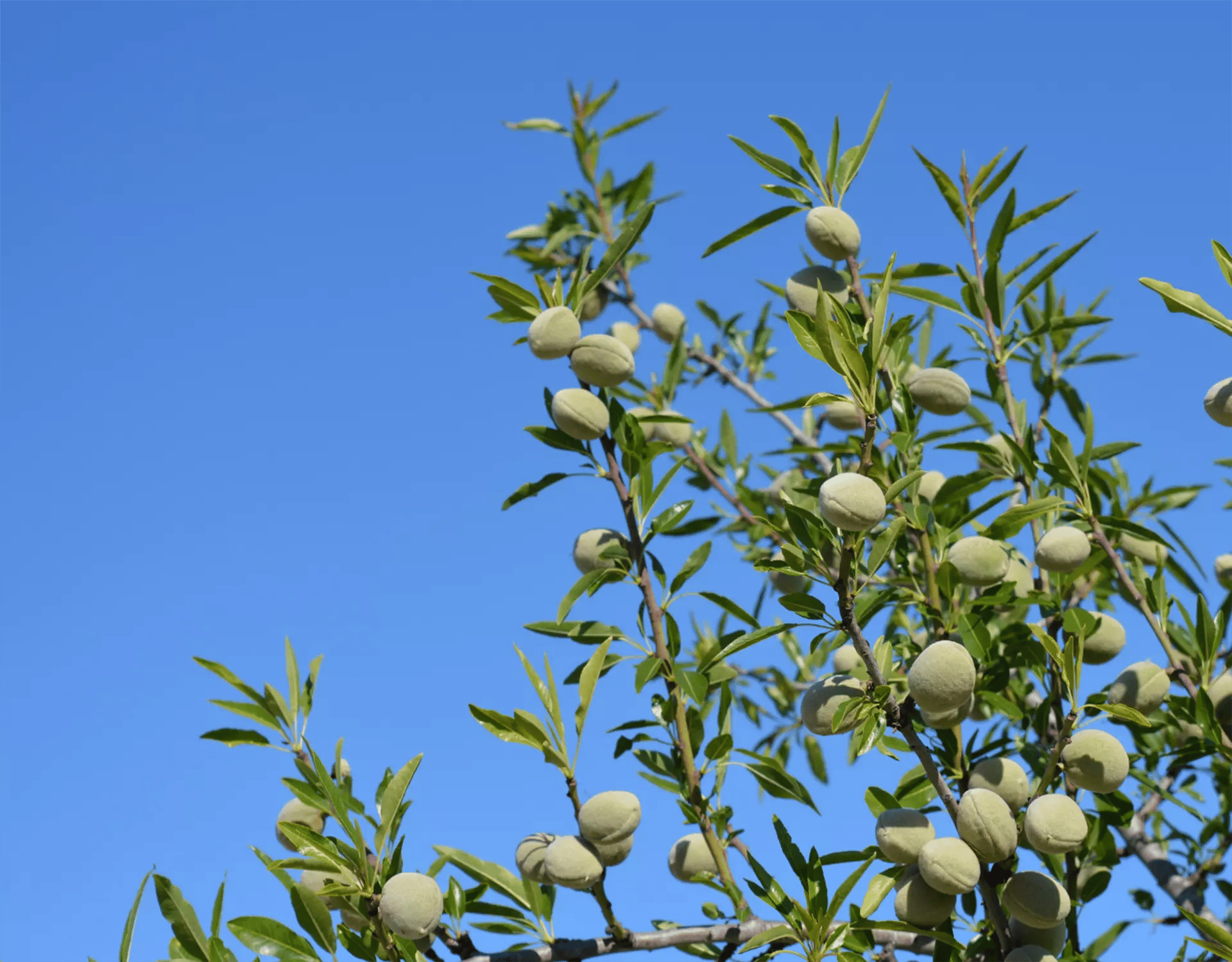almond-trees