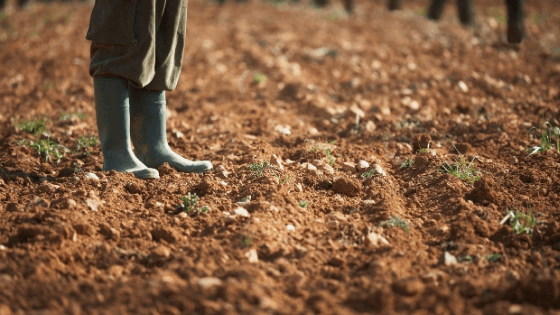 El suelo, un sistema vivo